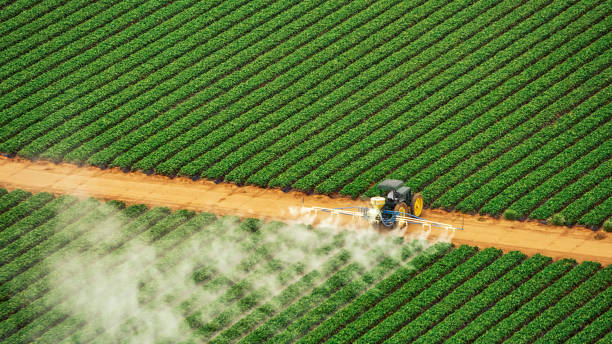 Best Termite Control Services  in Algonquin, IL